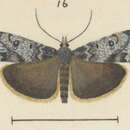 Image of Scoparia caesia Philpott 1926