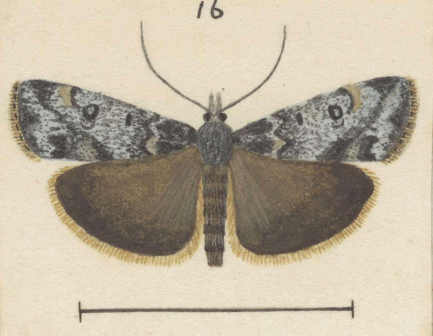 Image of Scoparia caesia Philpott 1926