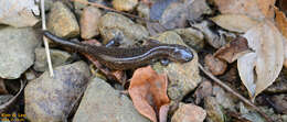Image of Chinese Salamander