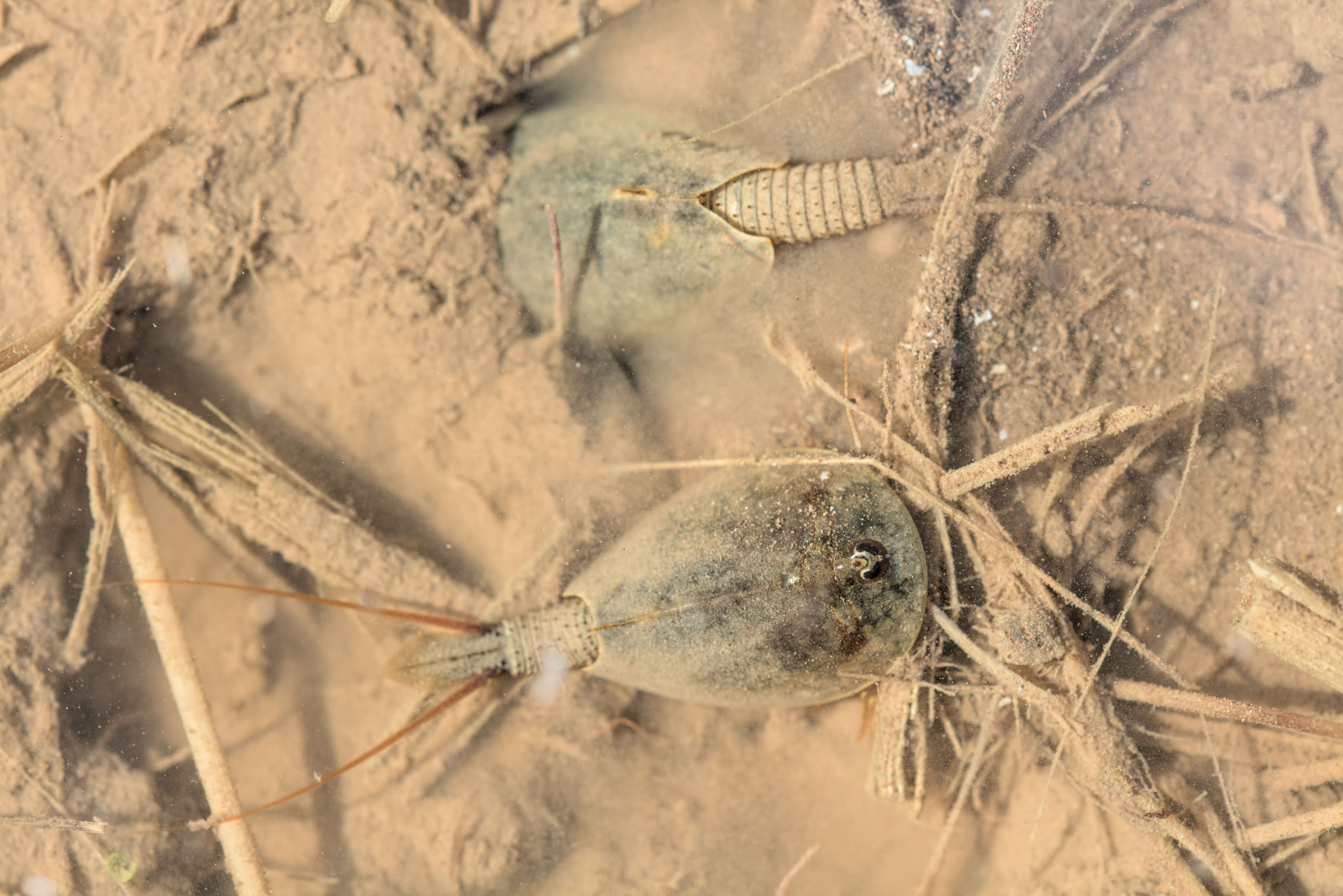 Image of Tadpole shrimp