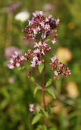 Image of oregano