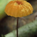 Image of Marasmius siccus