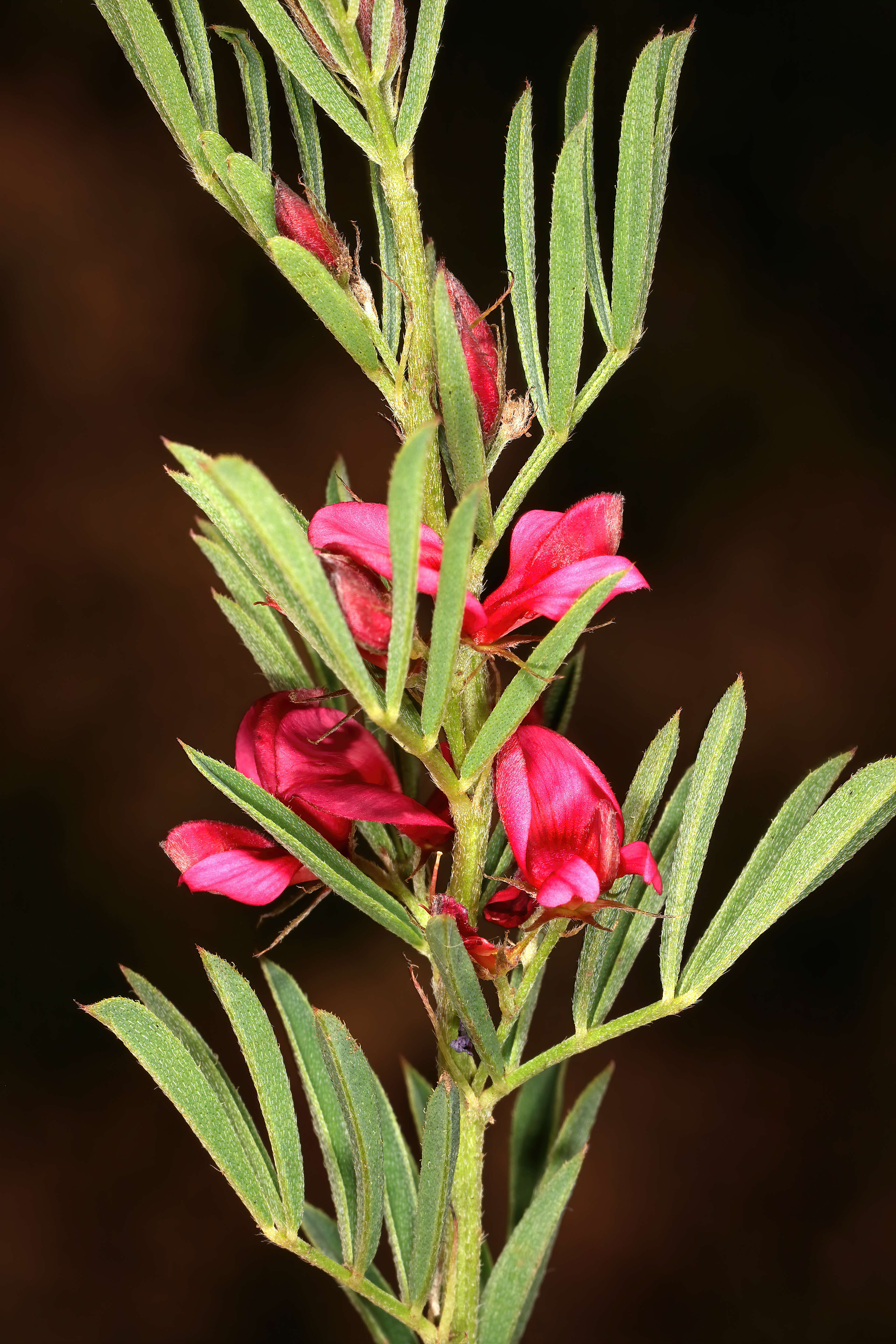 Indigofera hilaris Eckl. & Zeyh.的圖片