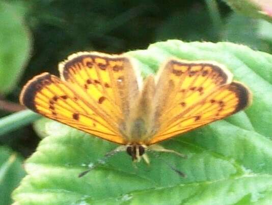 Image de Lycaena rauparaha (Fereday 1877)