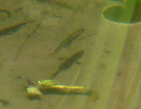 18.https www inaturalist org photos 1605976.580x360