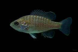 Image of Green Sunfish