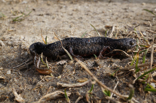 18.https www inaturalist org photos 1606522.580x360