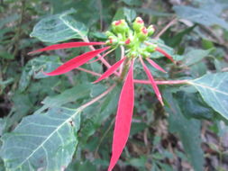 Image of <i>Euphorbia pulcherrima</i>
