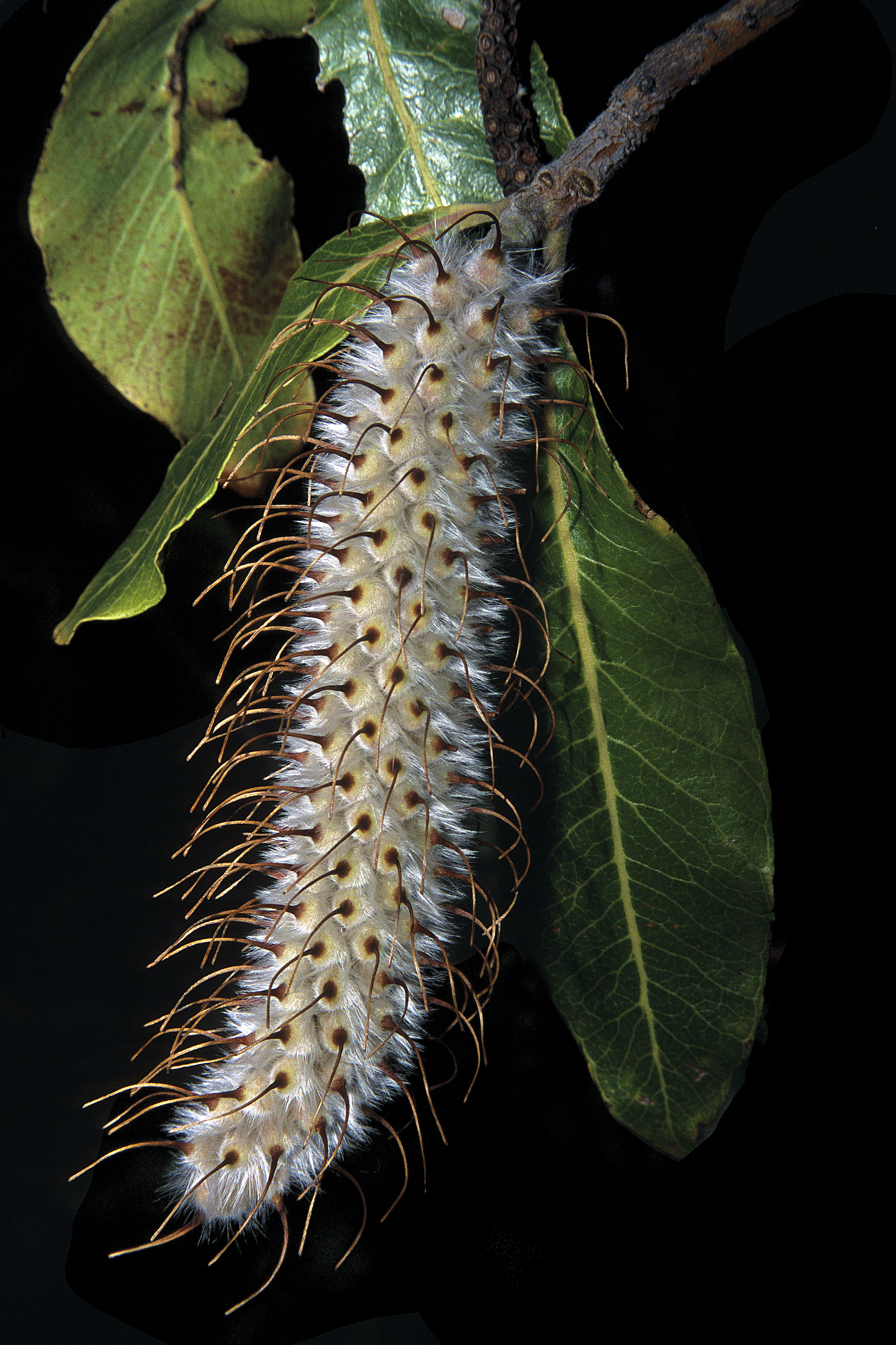 Image of Faurea rochetiana (A. Rich.) Chiov. ex Pichi-Sermolli