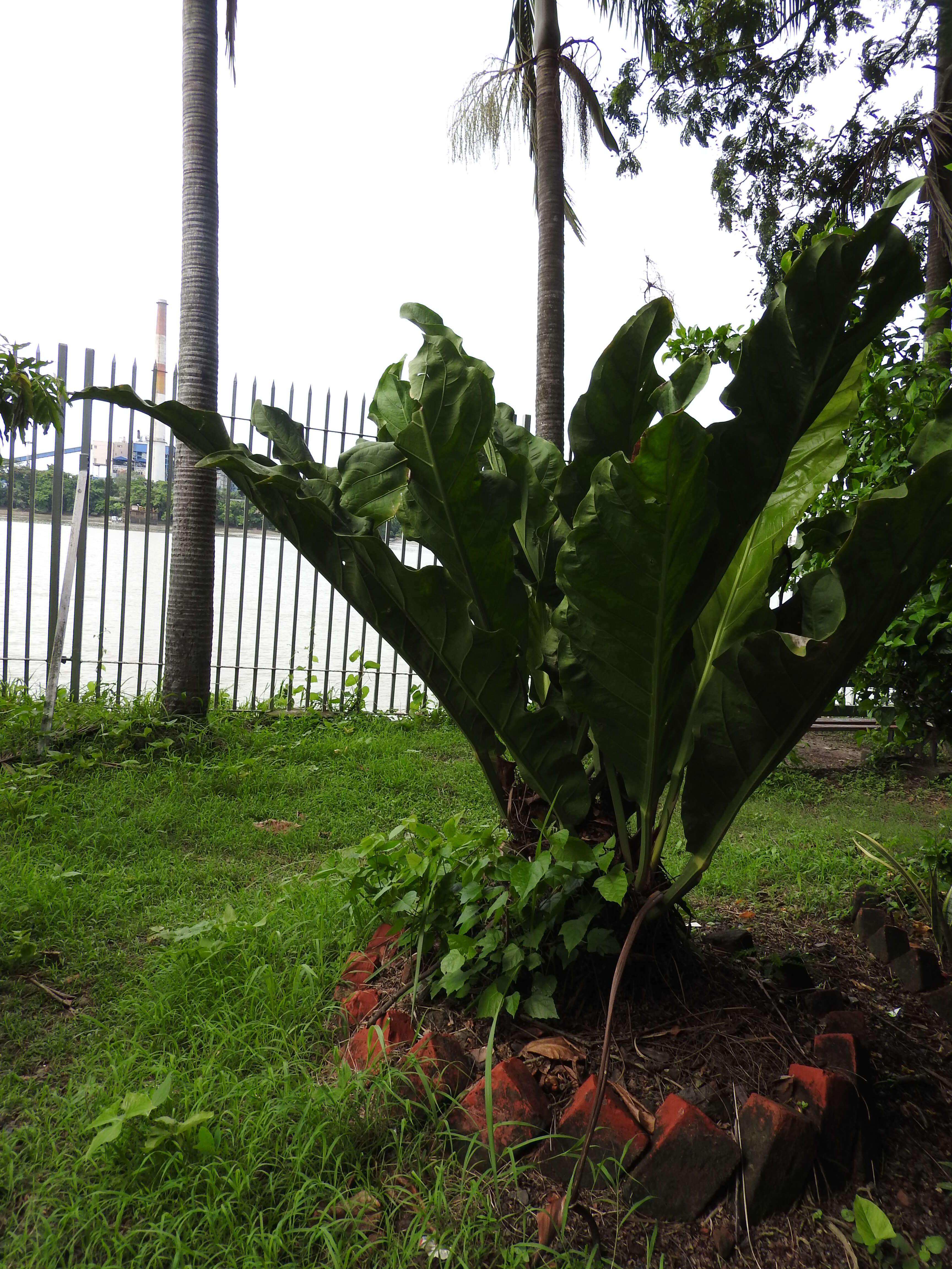 Imagem de Anthurium coriaceum G. Don