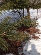 Image of <i>Picea abies</i>