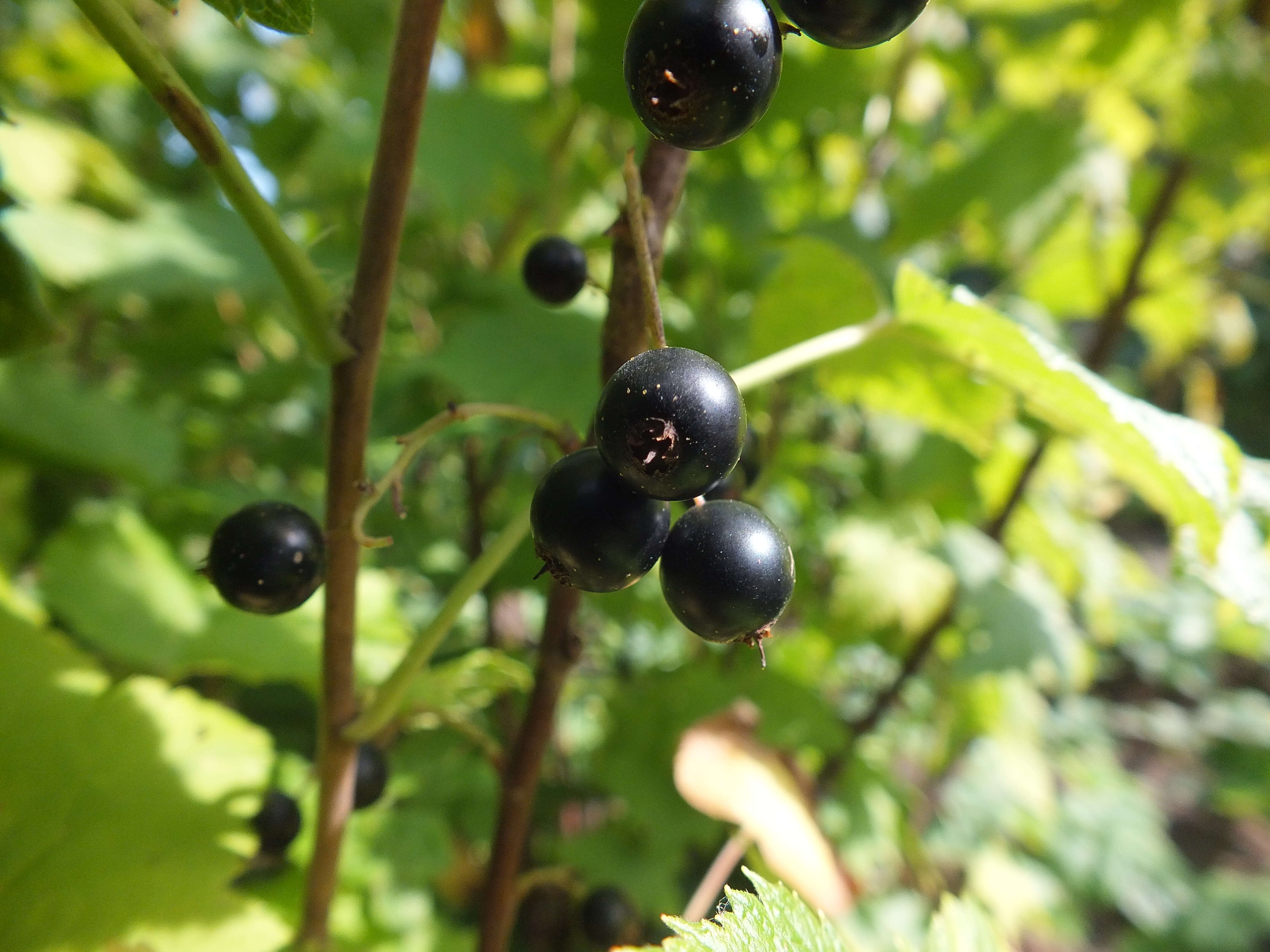 Image of Black Currant