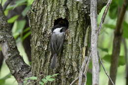 Image of Carolina Chickadee