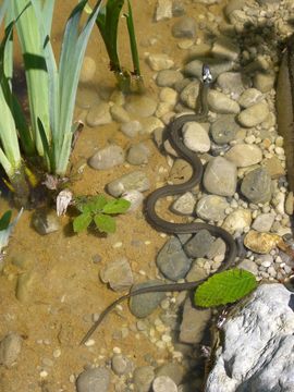Image of Grass Snake