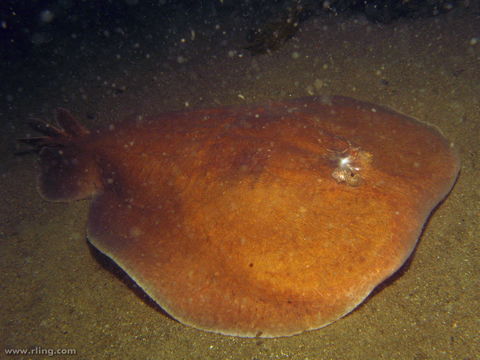 Image of Coffin Ray