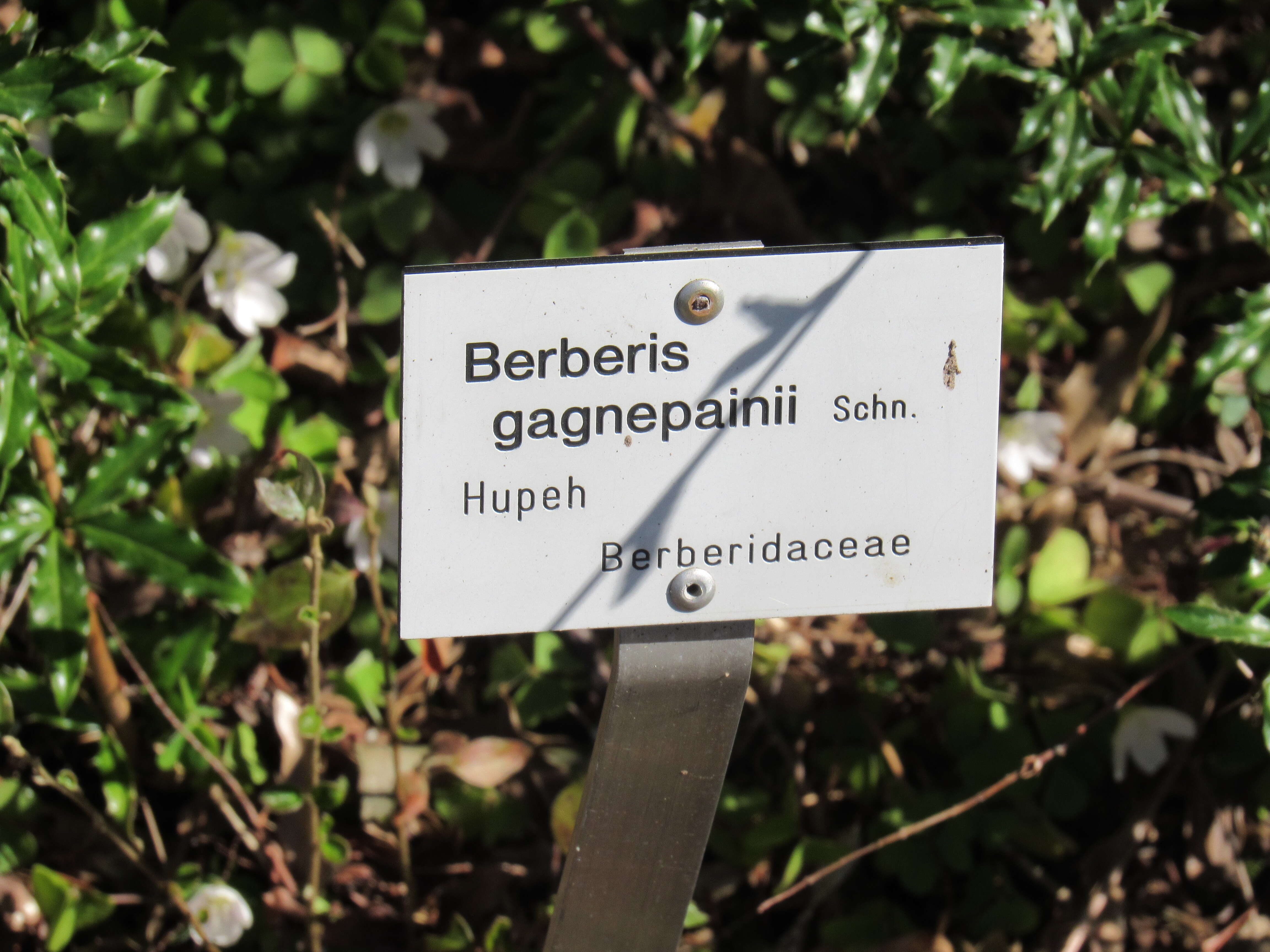 Image of Berberis gagnepainii C. K. Schneid.
