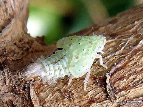 Image of Torpedo Bug