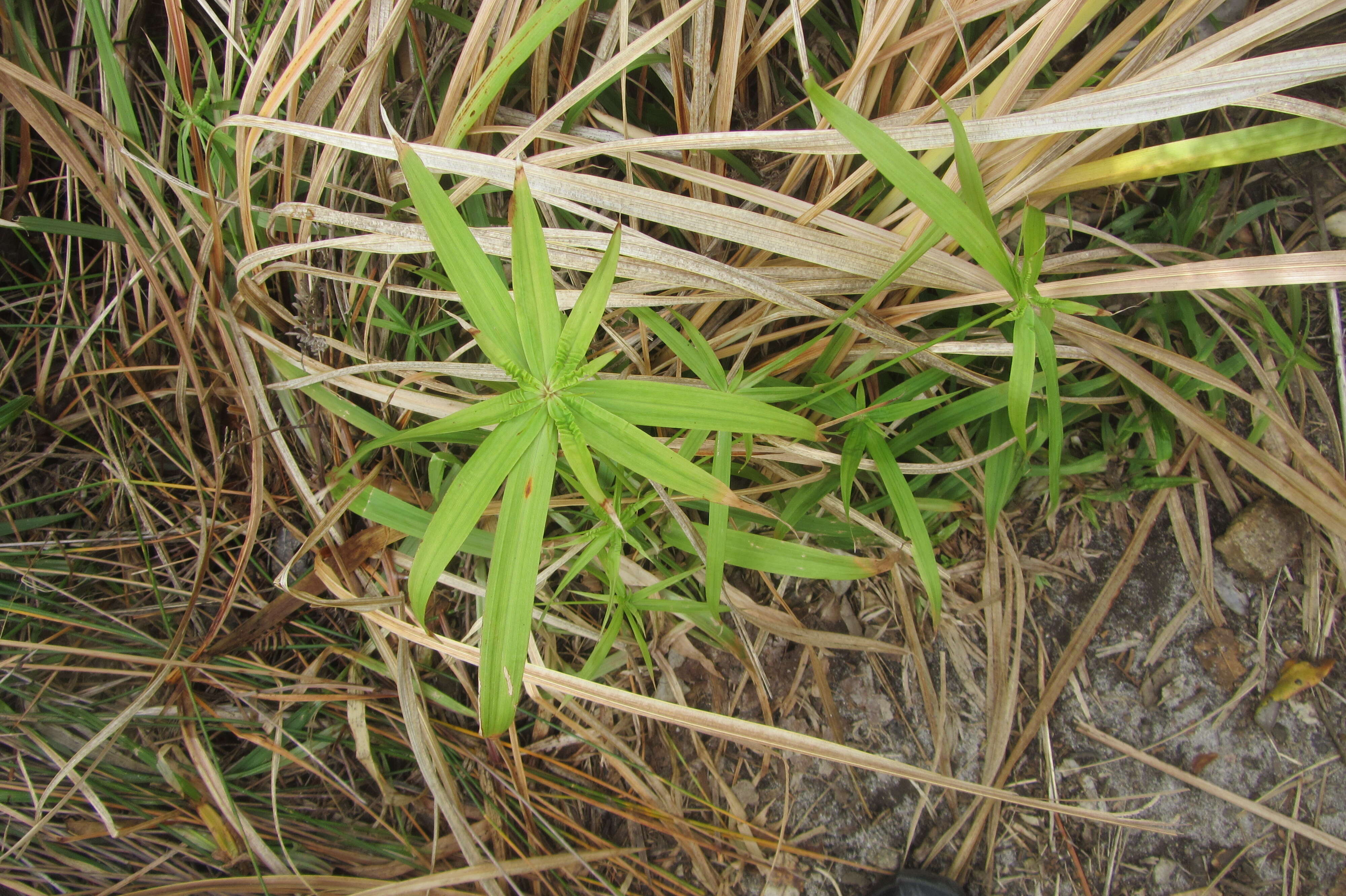 Image of Cyperus albostriatus Schrad.