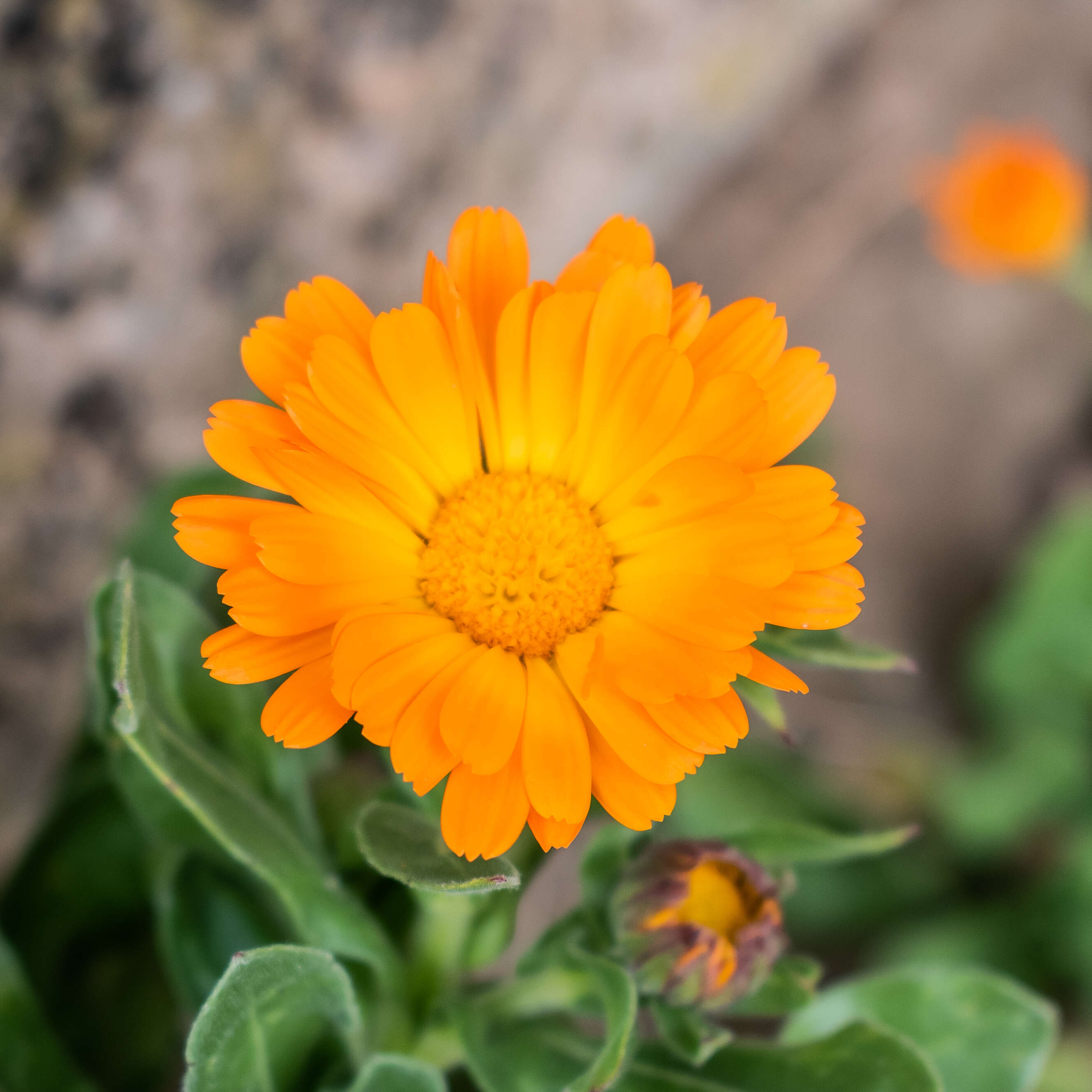 Image of pot marigold