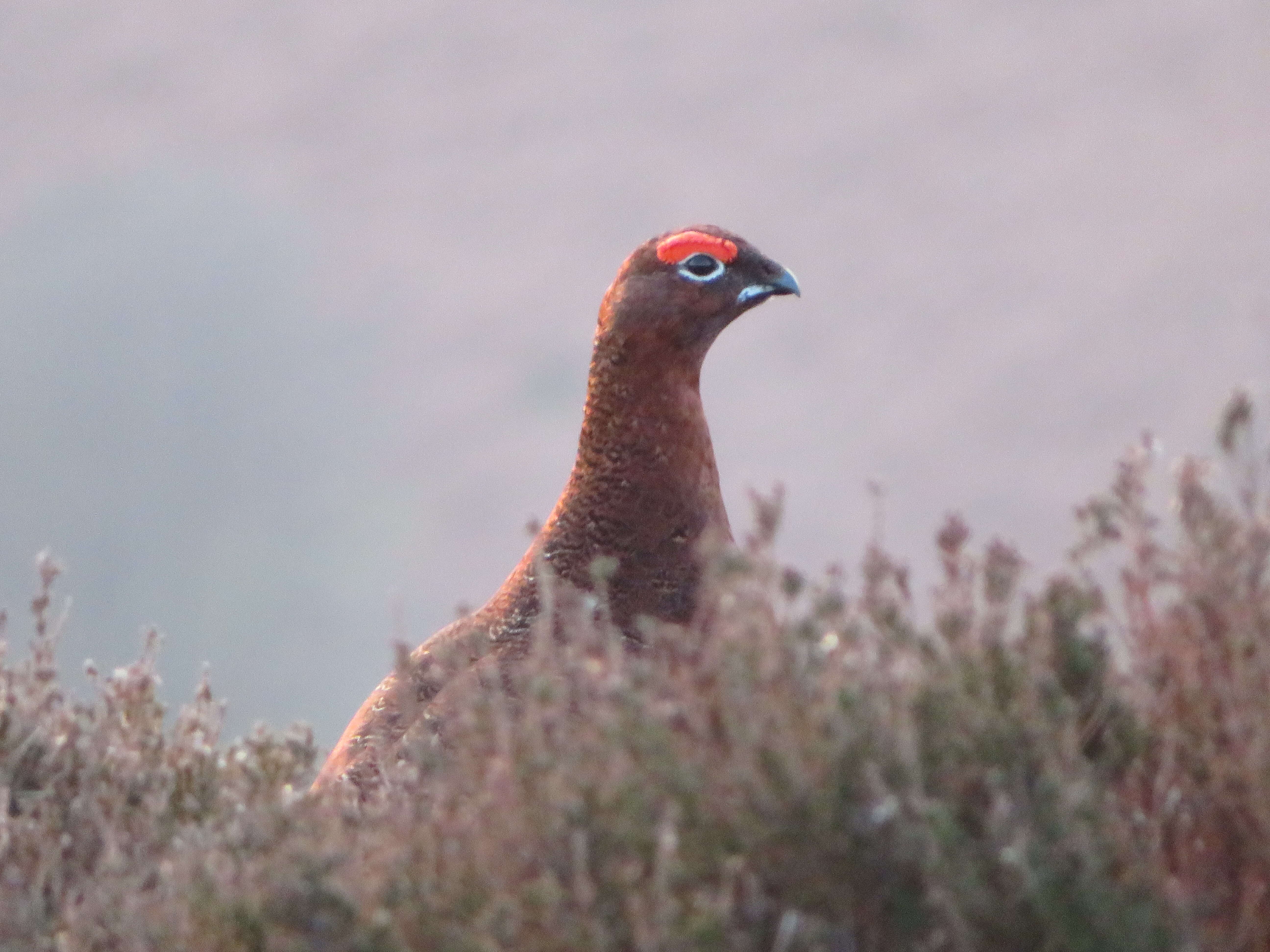 Image of Red Grouse