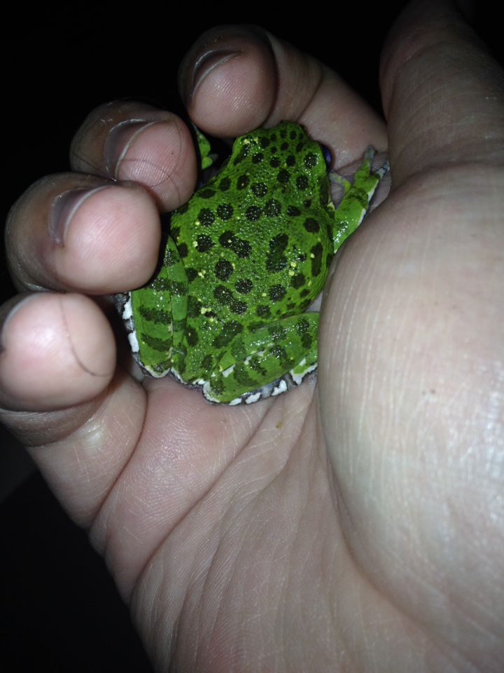 Image of <i>Hyla gratiosa</i>