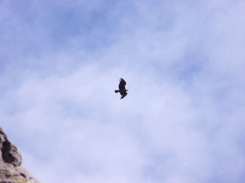 18.https www inaturalist org photos 1611380.580x360