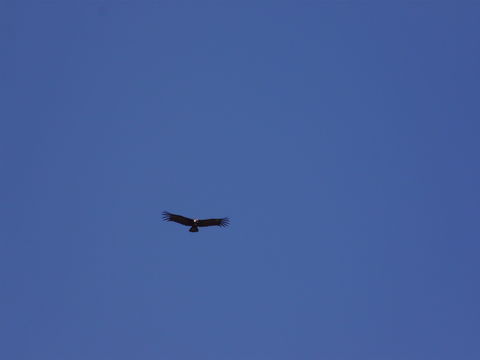 18.https www inaturalist org photos 1611391.580x360