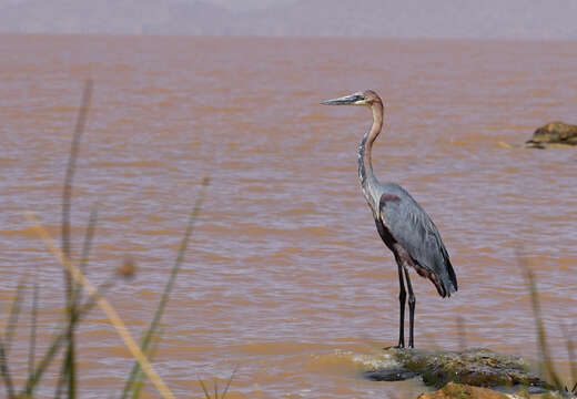 Image of Goliath Heron