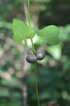 Image of <i>Dioscorea polystachya</i>
