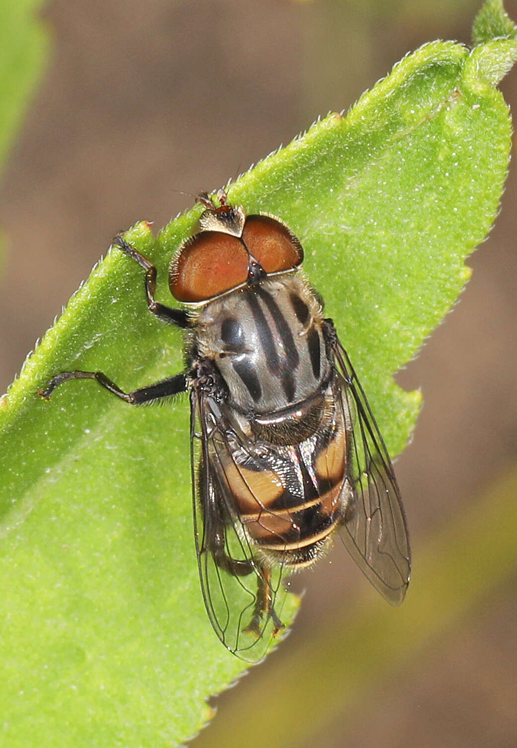 Image of Palpada furcata (Wiedemann 1819)