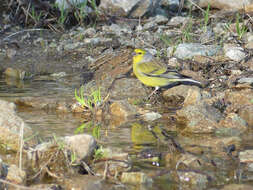 Image of Corsican Citril Finch