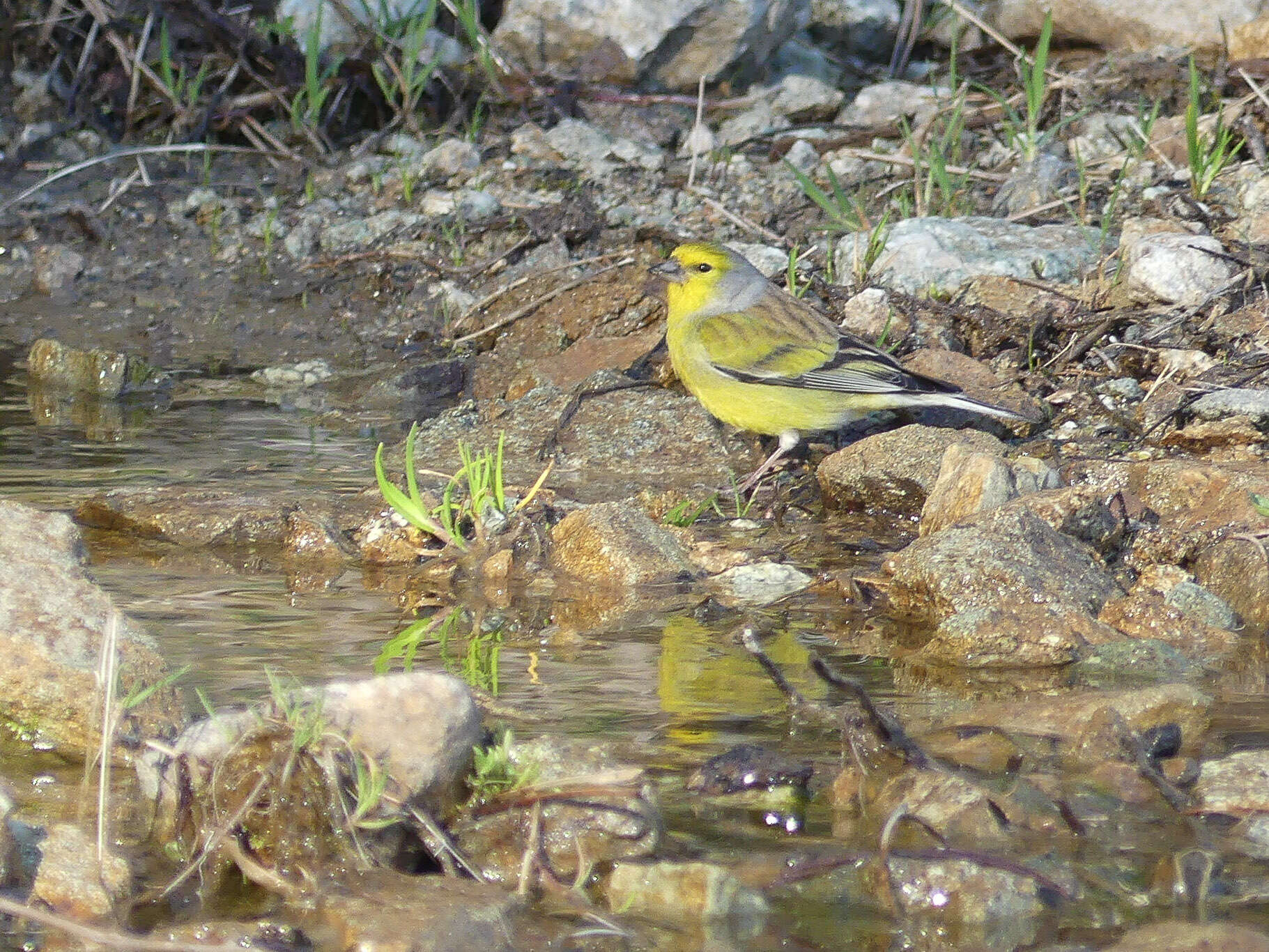 Image of Corsican Citril Finch