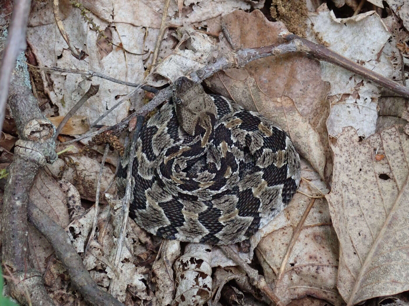 Image of Timber Rattlesnake