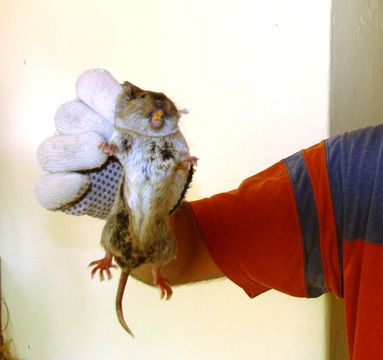 Image of <i>Ctenomys mendocinus</i> Philippi 1869