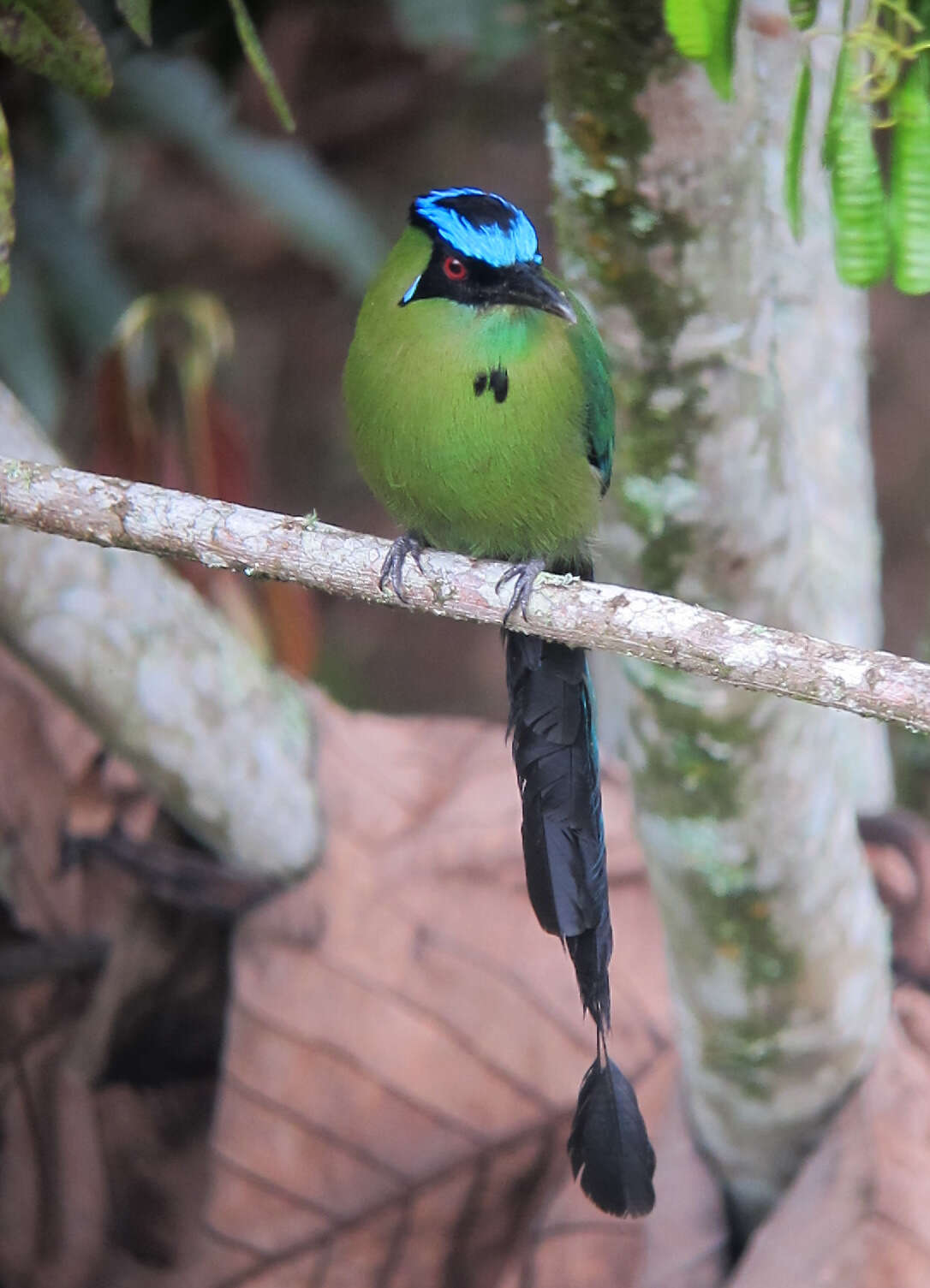 Momotus aequatorialis Gould 1858 resmi