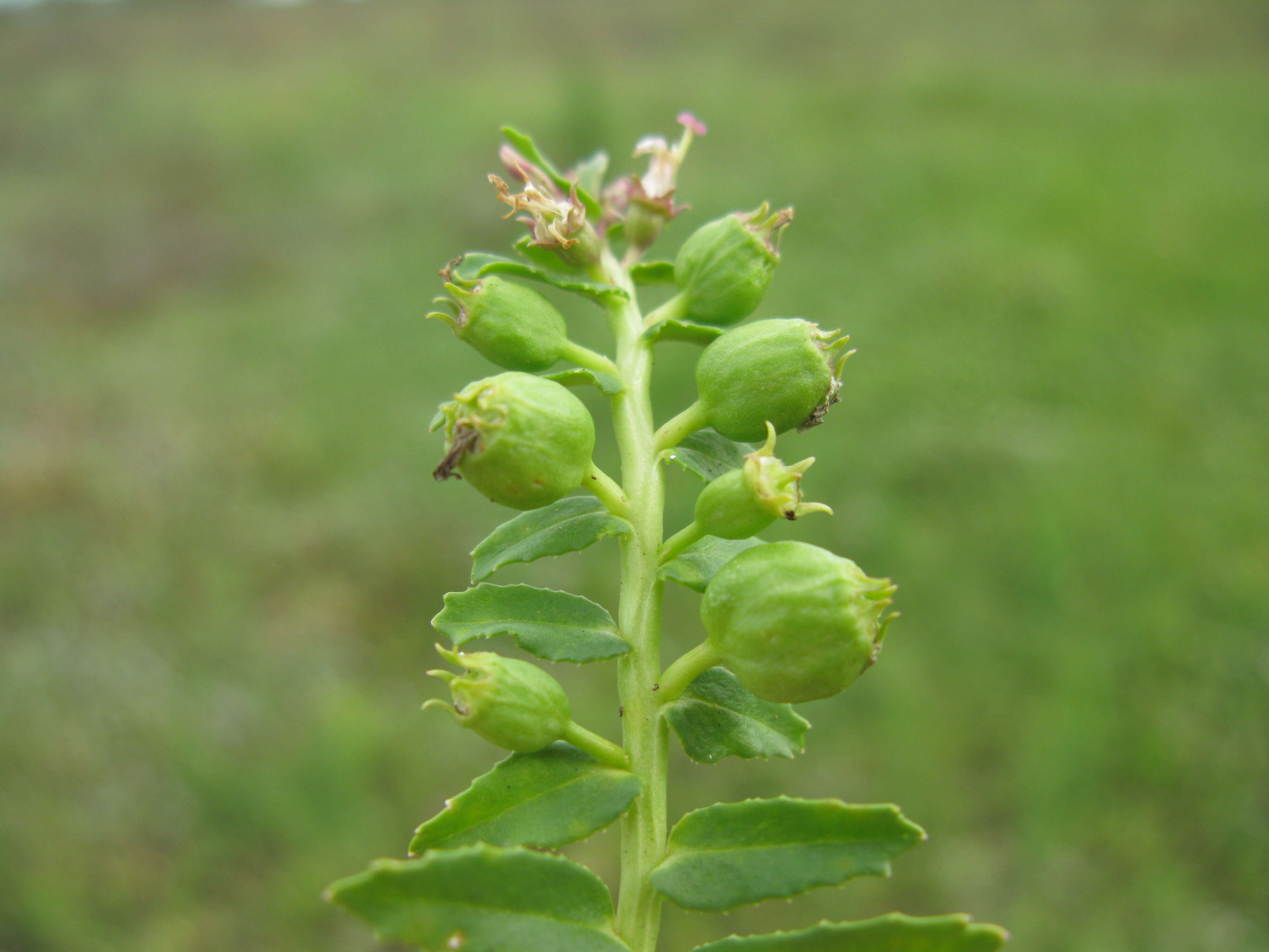 Image of Lobelia concolor R. Br.