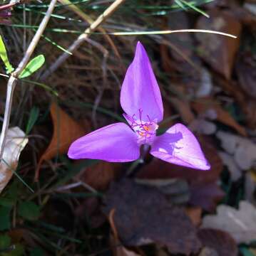 Image of Byzantine crocus