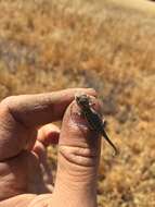 Image of common side-blotched lizard