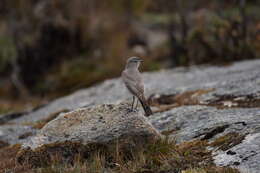 Image of Plain-capped Ground Tyrant