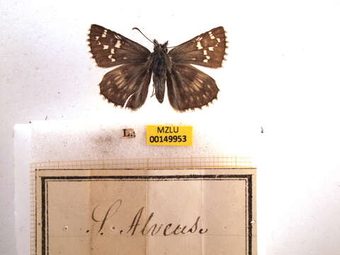 Image of large grizzled skipper