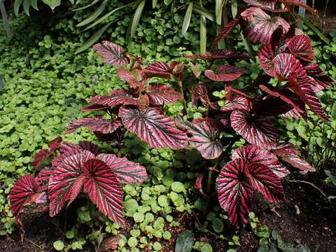 Слика од Begonia brevirimosa Irmsch.