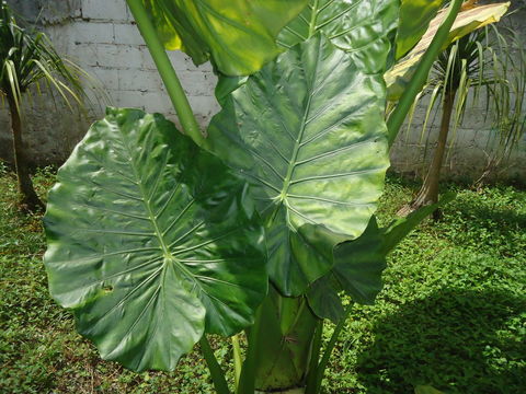 Image of <i>Alocasia macrorrhizos</i>