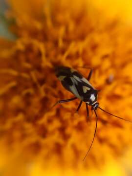 Image of Grypocoris sexguttatus (Fabricius 1777)