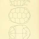 Sivun Chelonoidis microphyes (Günther 1875) kuva