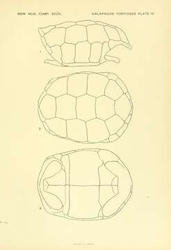 Imagem de Chelonoidis microphyes (Günther 1875)