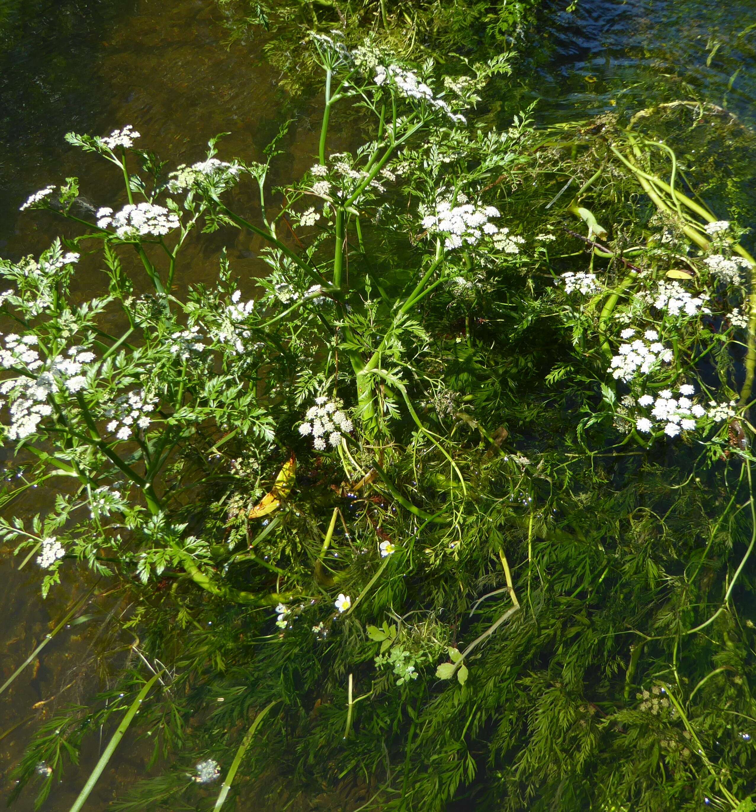 Imagem de Oenanthe fluviatilis (Bab.) Coleman