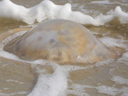 Image of Cannonball jellyfish