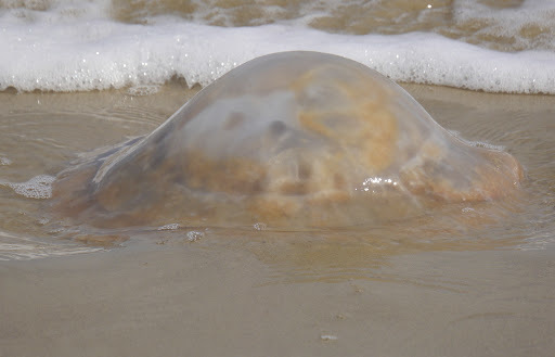 Image of Cannonball jellyfish