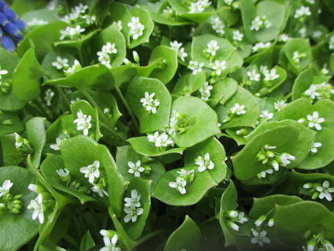 Image of Indian lettuce