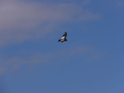 18.https www inaturalist org photos 1618228.580x360